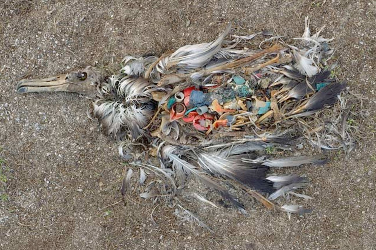 Meeresplastik bedroht die Tierwelt